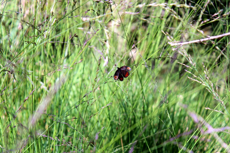 Insect grass blades of grass
