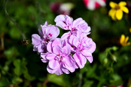 Balcony plant schiefblatt pink photo