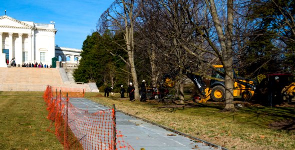 Linden Tree Replacement - Ampitheater (16255887443)