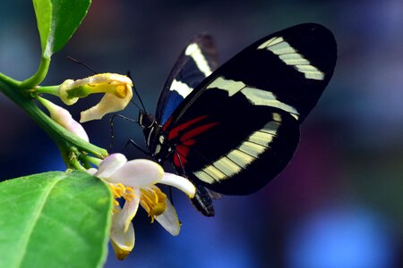 Tropical insect wing photo