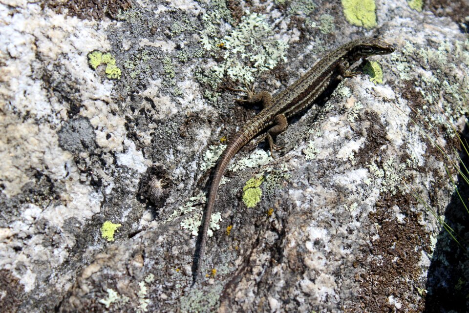 Nature reptile animal