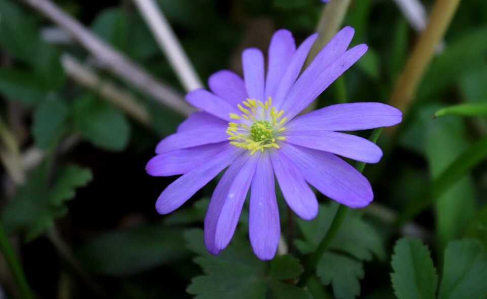 Blossom bloom blue