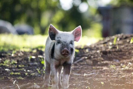 Wildlife wild pig