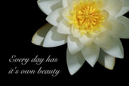 Water flower poetry saying