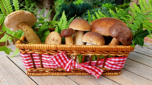 Basket birch mushroom cep photo