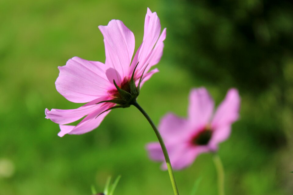 Garden pink flowers plant photo