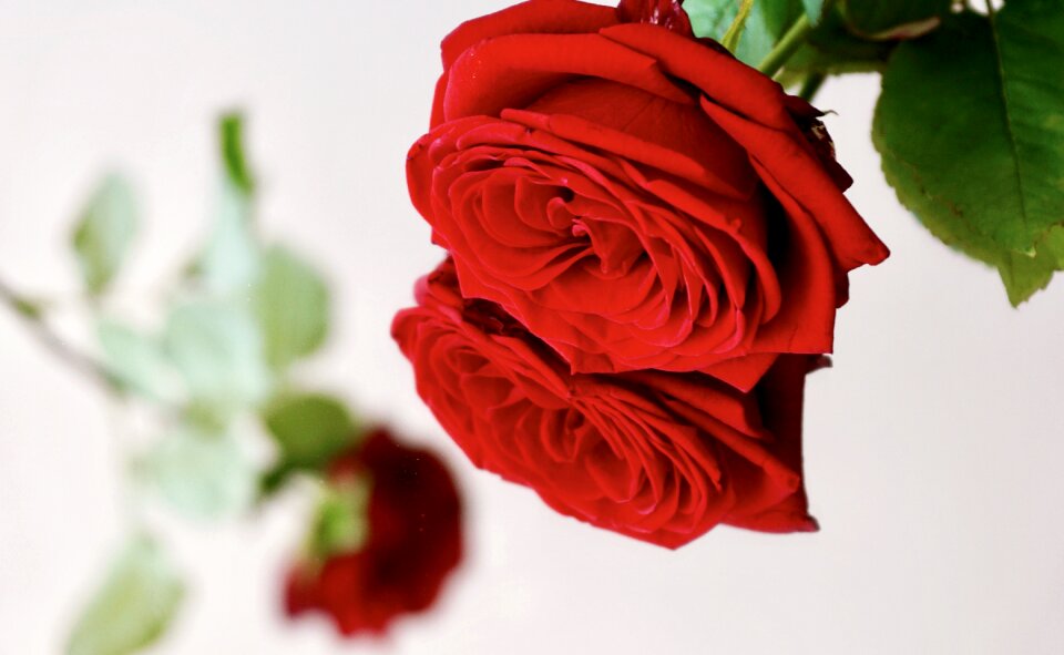 Red rose blossom bloom