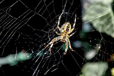 Close up nature arachnid