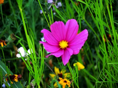 Spring garden bloom