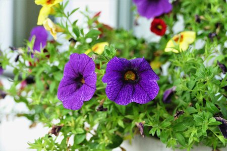 Flowers balcony plant violet