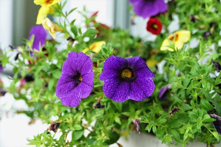 Flowers balcony plant violet photo