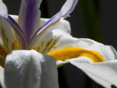 Close up flower plant