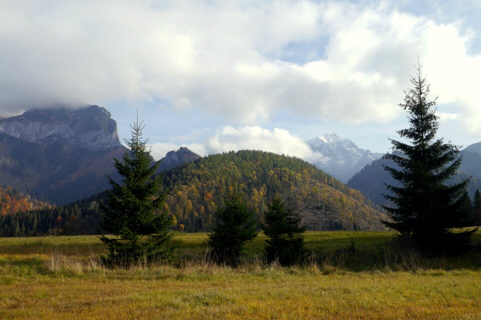 Trees the sky slovakia