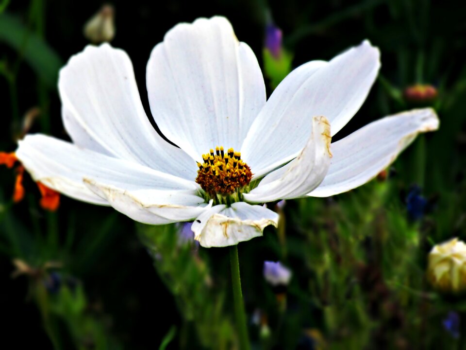 The petals garden spring