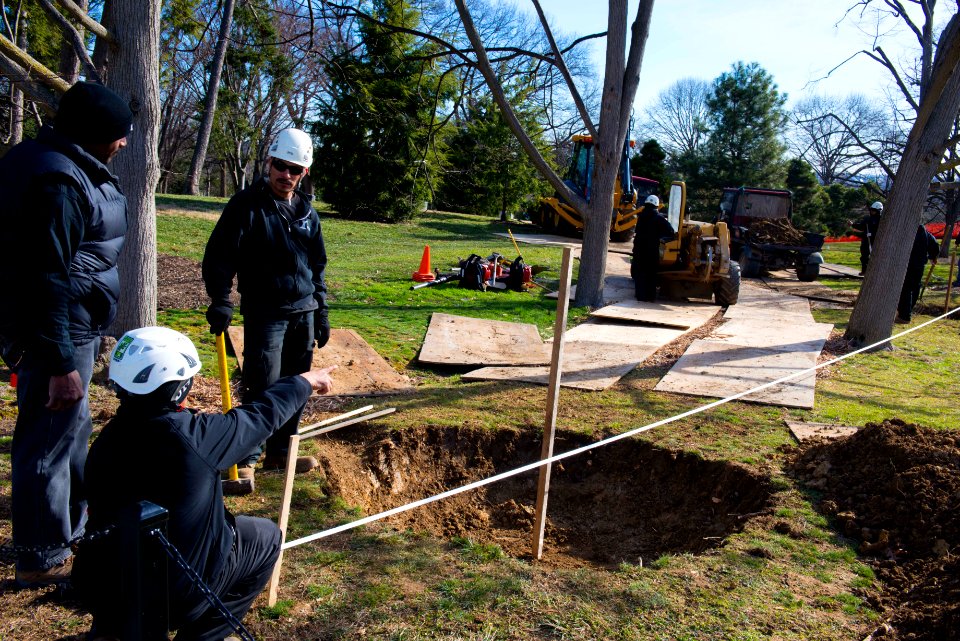 Linden Tree Replacement - holes (16689743969)