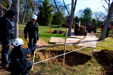 Linden Tree Replacement - holes (16689743969)