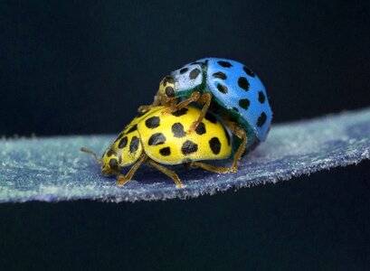 Invertebrate little biology