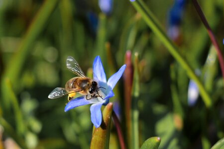 Plant flower bee