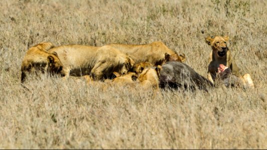 Lions feed on a carcass in Serengeti National Park in Tanzania Nov. 14, 2013 131114-N-LE393-212 photo