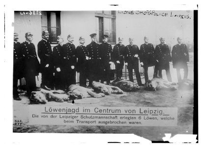 Lions shot by police - Leipzig LCCN2014694624 photo