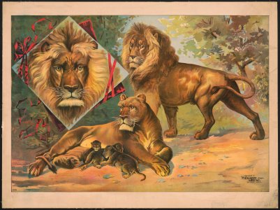 Lions LCCN2018647612