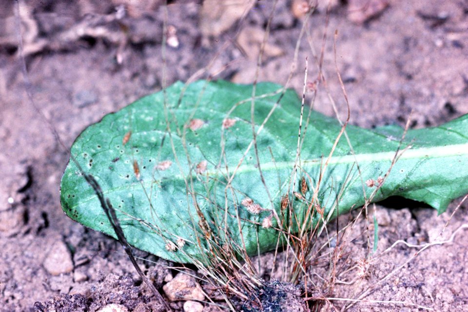 Lipocarpha micrantha NRCS-1