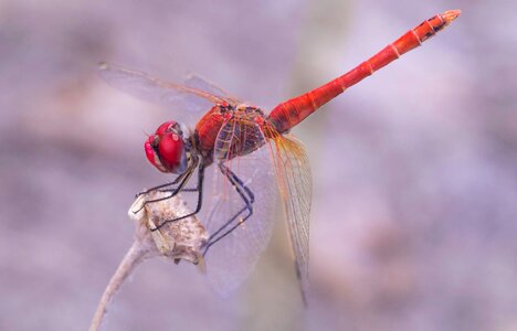 Animal outdoors dragonfly photo