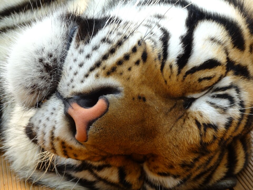 Wild animals predator carnivorous