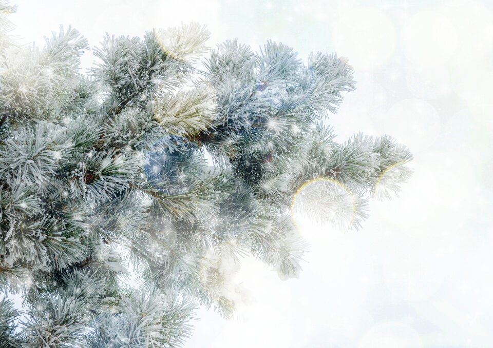 Snow winter christmas
