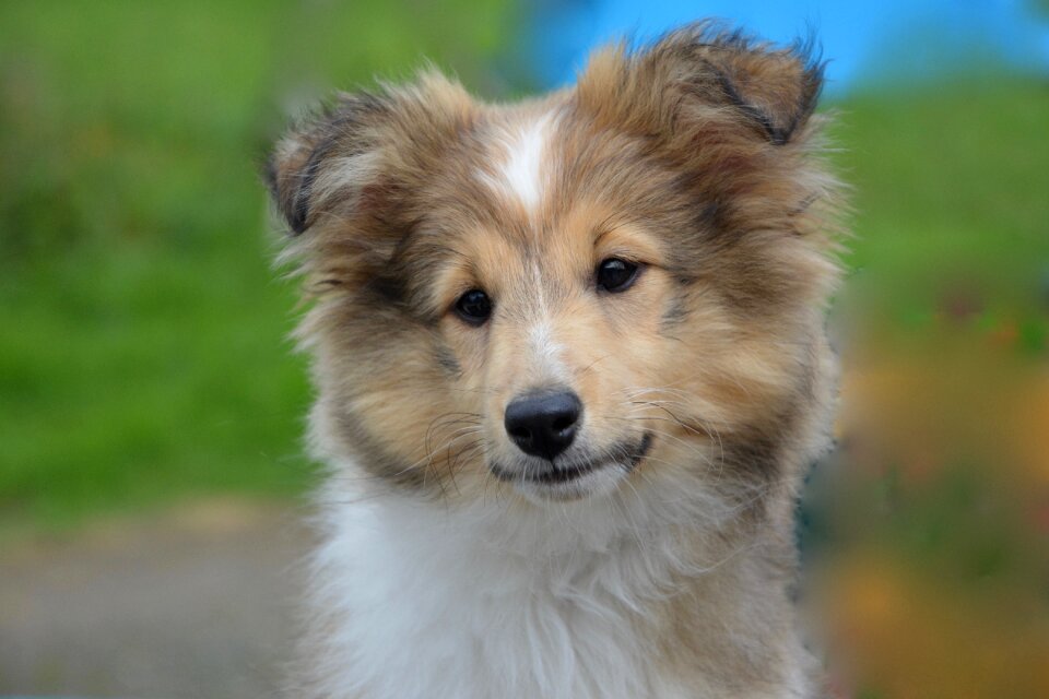 Dog female animal