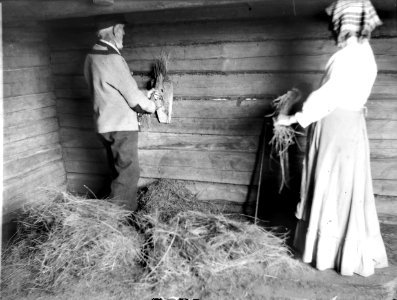 Linrepning, troligen i Mangskog sn, Värmland - Nordiska museet - NMA.0036781 photo