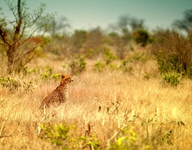 Mammal animal cheetah photo