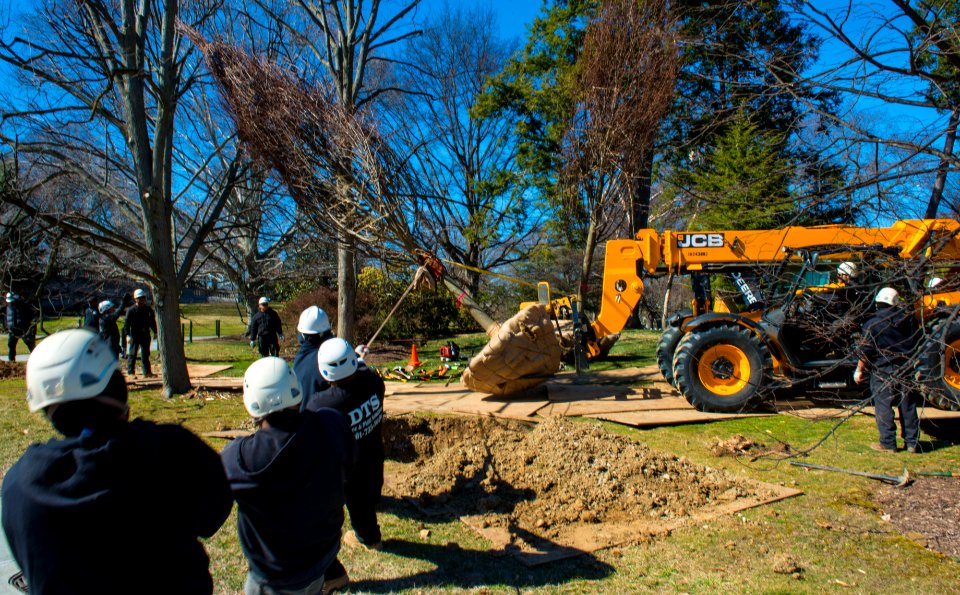 Linden Tree Replacement - moving trees (16875871135)