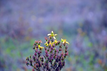 Field yellow flowers lilac background