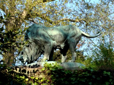 Lionjac1