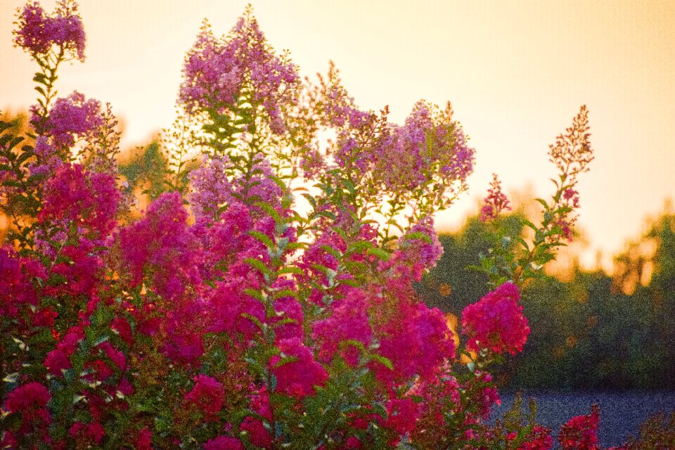Nature sunlight summer