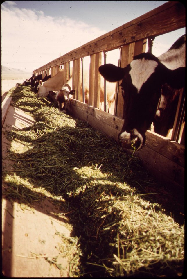 Livestock-on-epas-experimental-farm-may-1972 7136566197 o