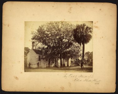 Live oak and palmetto tree, Elliot's Hilton Head, S.C. LCCN2010651633