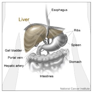 Liver and nearby organs