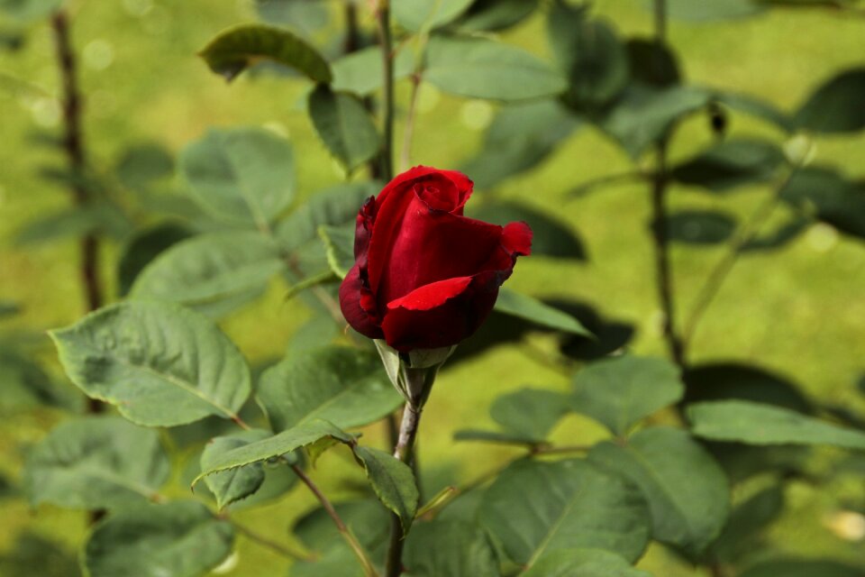 Flora rose red