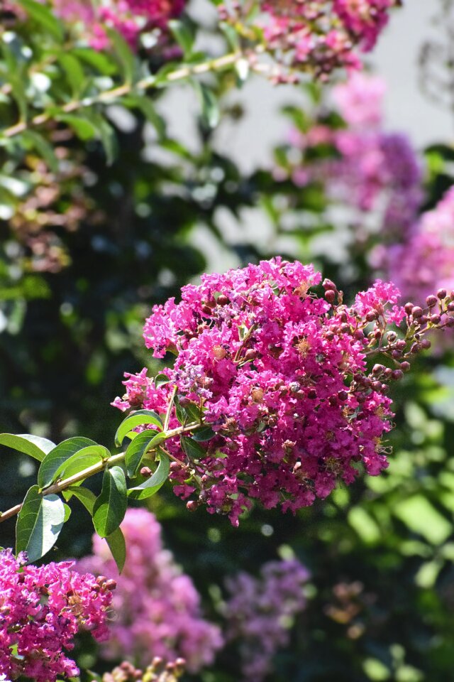 Blossom crape pink
