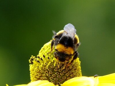 Bee summer garden photo