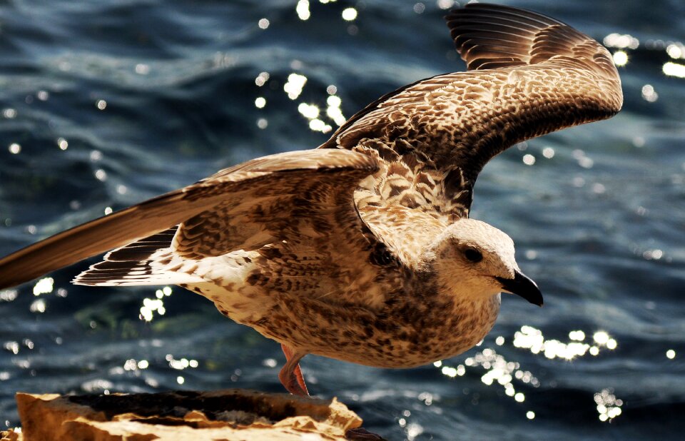 Water flight animal