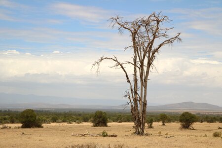 Africa dead tree photo