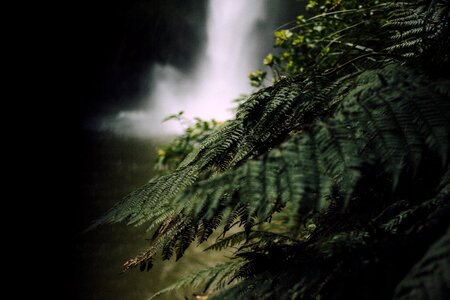 Green leaf plants