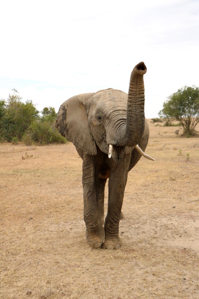 Animal reserve safari