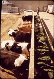 Livestock-on-epas-experimental-farm-may-1972 6990329122 o