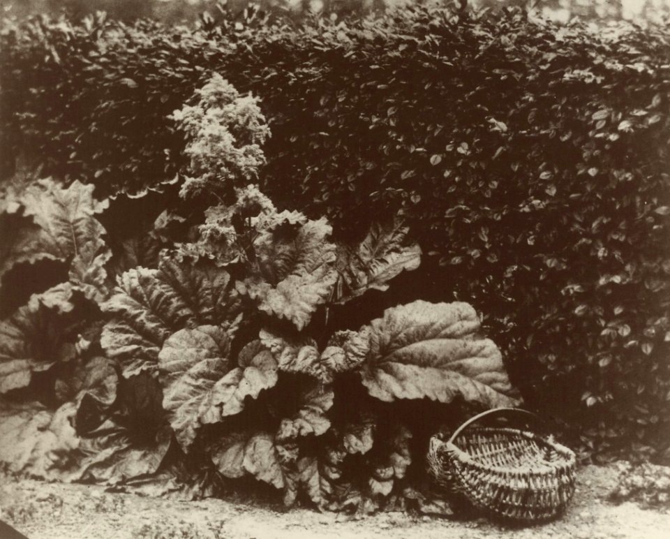 Llewelyn, John Dillwyn - Rabarber (Zeno Fotografie)