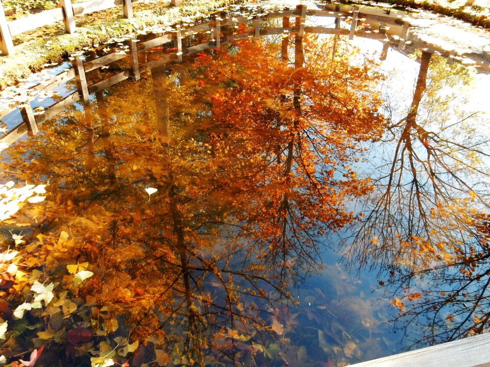 Trees autumn leaves