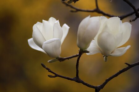 Quarter magnolia petal photo